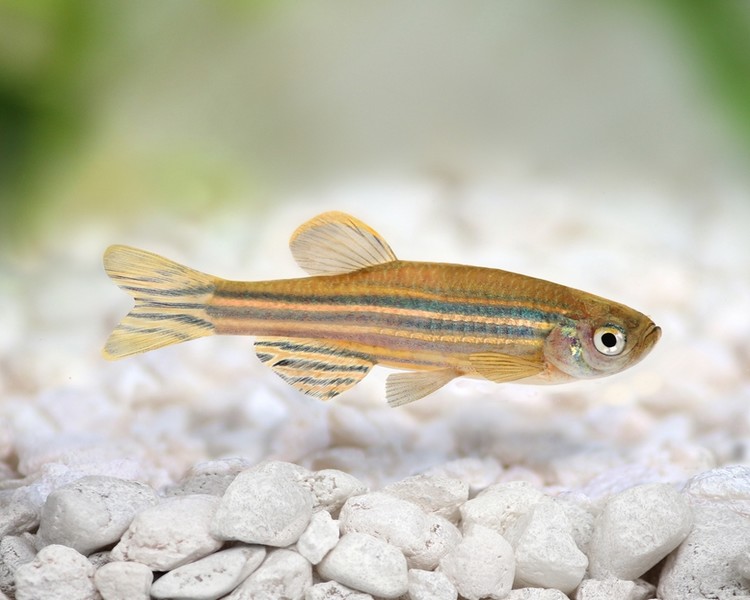 Zebra Danio ~ 2-3cm